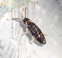 Lepidocyrtus violaceus - photo 2