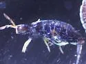 Lepidocyrtus violaceus - photo 3