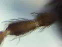 Lepidocyrtus violaceus - photo 4