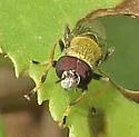 Lepidomyia micheneri - photo 2