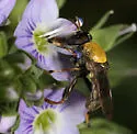 Lepidomyia micheneri - photo 3
