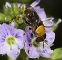 Lepidomyia micheneri - photo 4