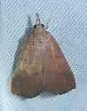 Lepidomys irrenosa - Hodges#5550