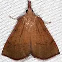 Lepidomys irrenosa - Hodges#5550 - photo 2