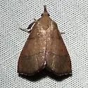 Lepidomys irrenosa - Hodges#5550 - photo 4