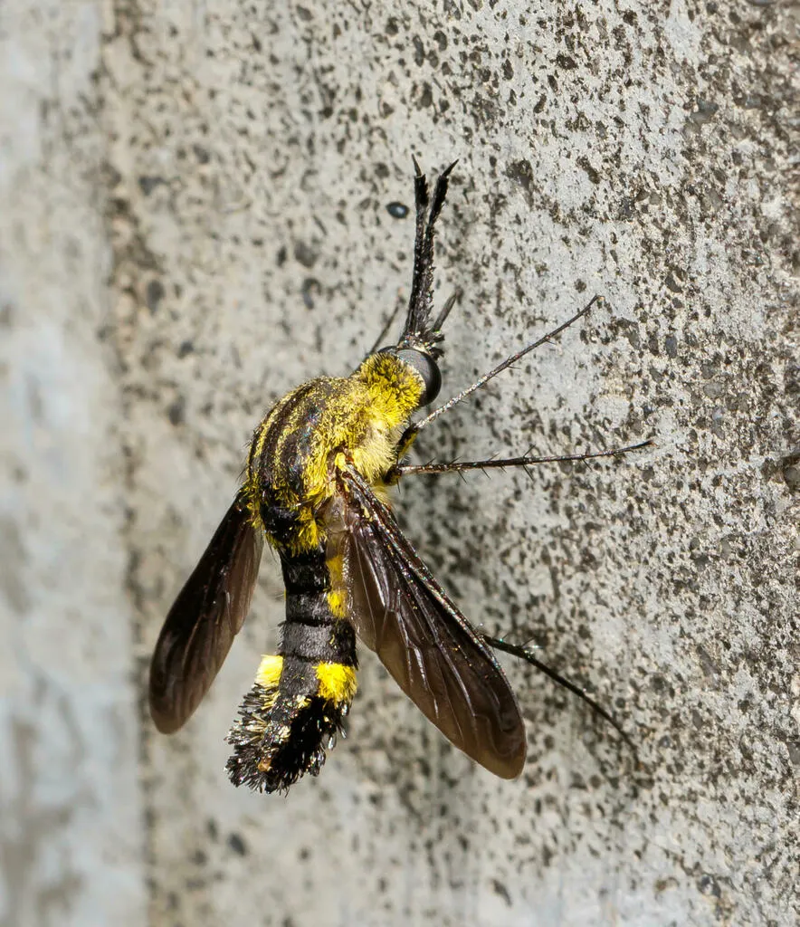 Scaly Bee Fly - photo 2