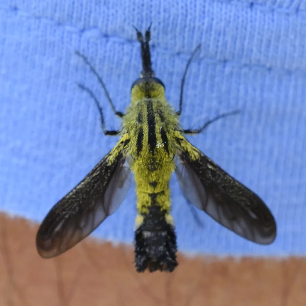Lepidophora lutea - photo 2