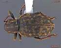 Lepidophorus inquinatus