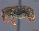 Lepidophorus inquinatus - photo 2