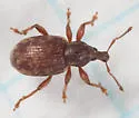 Lepidophorus inquinatus - photo 3