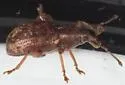 Lepidophorus inquinatus - photo 4