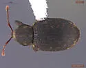 Lepidophorus lineaticollis