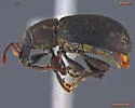 Lepidophorus lineaticollis - photo 2