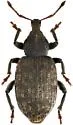 Lepidophorus lineaticollis - photo 3
