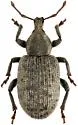 Lepidophorus lineaticollis - photo 4
