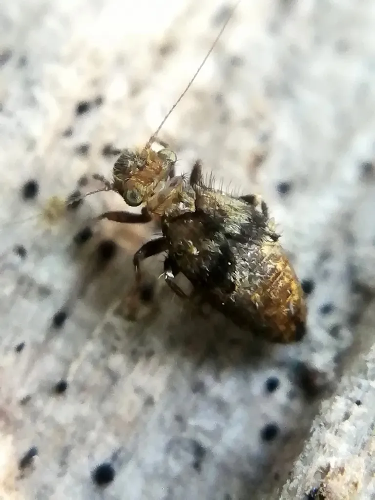 Scaly-winged Barklice - photo 2