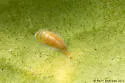 Camellia Scale