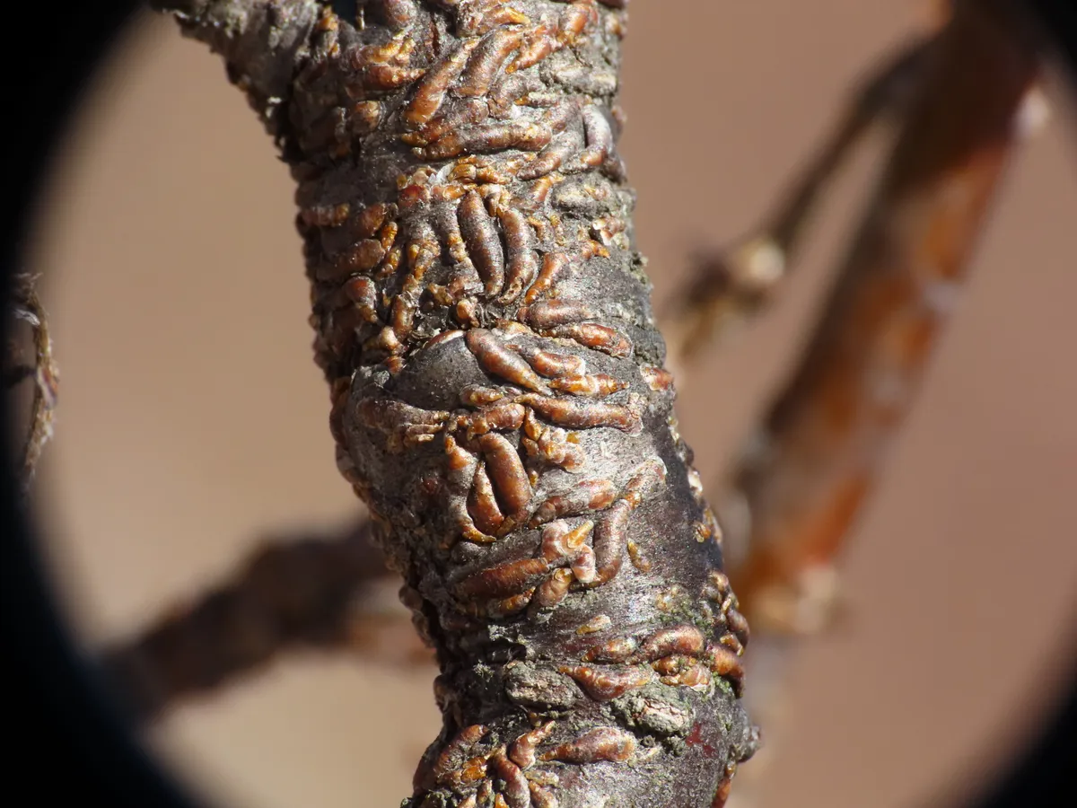 Oystershell Scale - photo 2
