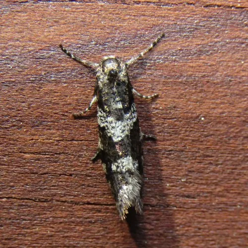 Lepidoscia heliochares - photo 6