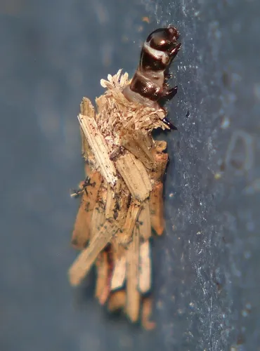 Lepidoscia heliochares