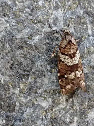 Lepidoscia heliochares - photo 2