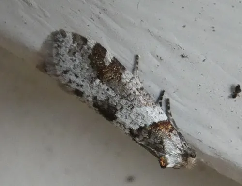 Lepidoscia heliochares - photo 3