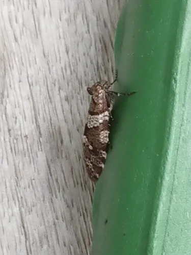 Lepidoscia heliochares - photo 4