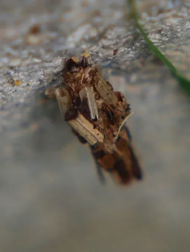 Lepidoscia heliochares - photo 5