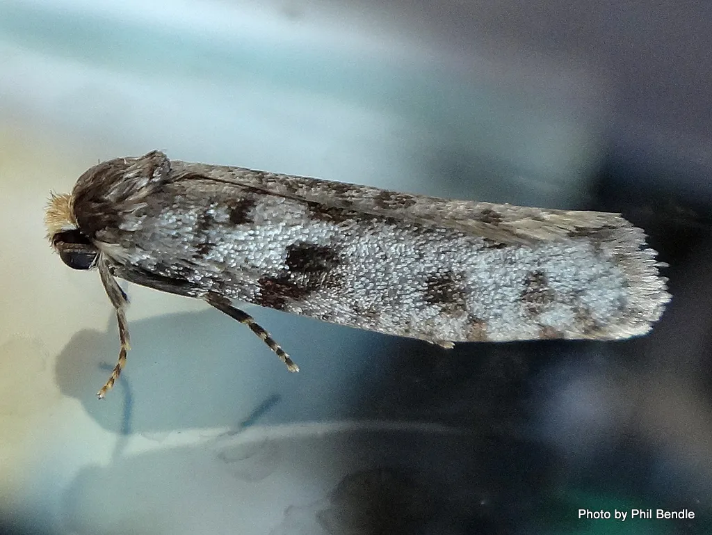 Lepidoscia protorna - photo 3