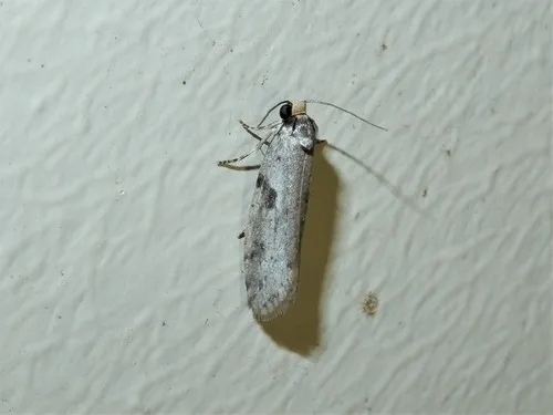 Lepidoscia protorna - photo 5