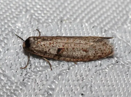 Lepidoscia protorna - photo 6