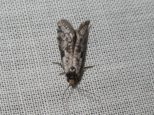 Lepidoscia protorna - photo 7