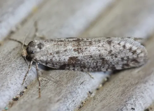Lepidoscia protorna - photo 8