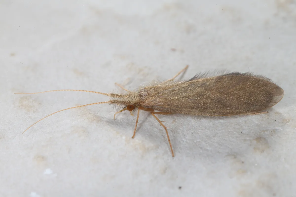 Lepidostoma basale - photo 3