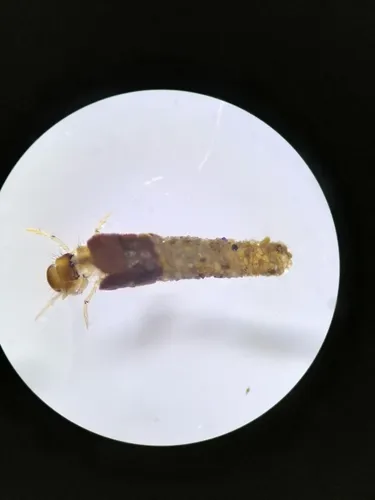 Lepidostoma caffrariae
