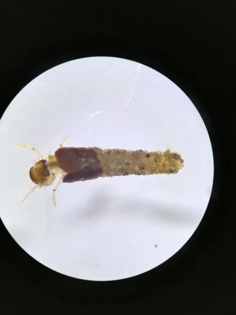 Lepidostoma caffrariae - photo 2