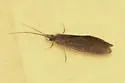 Lepidostoma cascadense