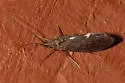 Lepidostoma cinereum