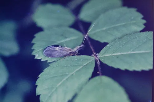 Lepidostoma elongatum