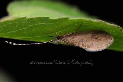 Lepidostoma flavum