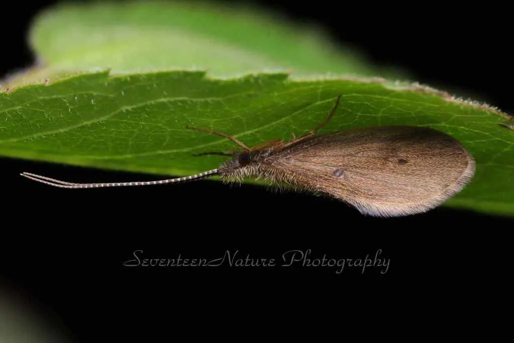 Lepidostoma flavum - photo 2