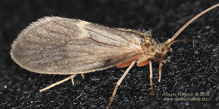 Lepidostoma griseum - photo 2