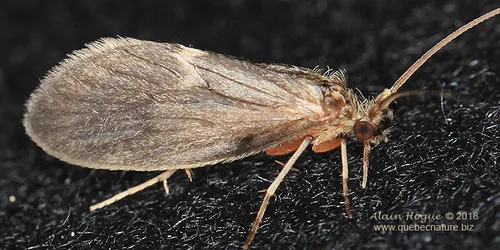 Lepidostoma griseum - photo 3
