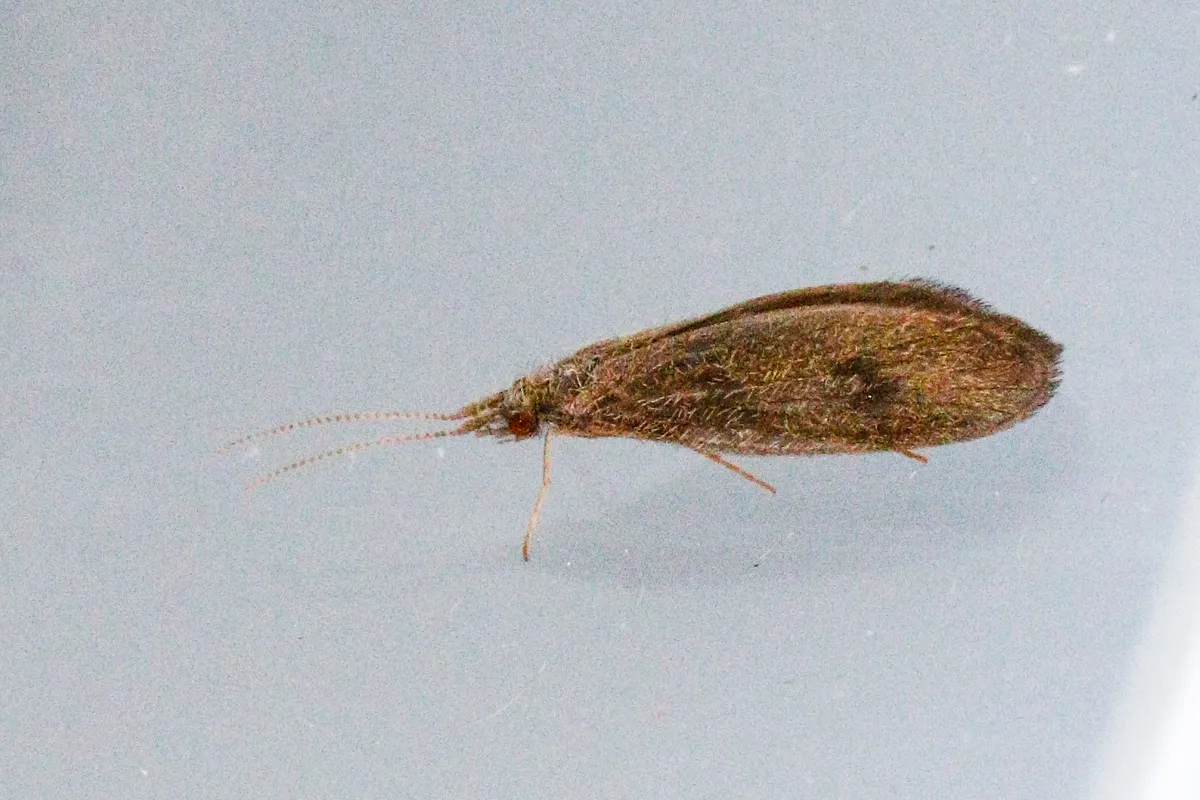 Square Caddisfly - photo 3