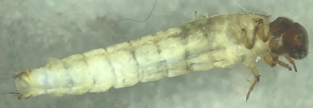 Lepidostoma hoodi - photo 2