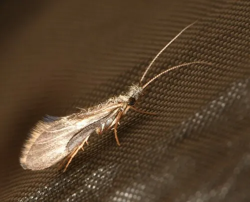 Lepidostoma pluviale