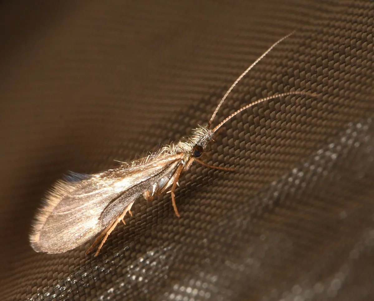 Lepidostoma pluviale - photo 2