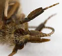 Lepidostoma podagrum - photo 3