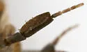 Lepidostoma podagrum - photo 4