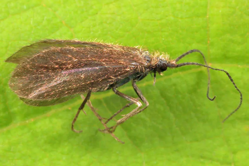 Lepidostoma reosum - photo 2